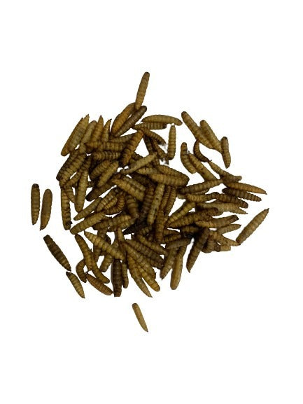 Mealworms (100g)